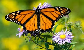 Những cánh bướm bên bờ sông (Bài đọc hiểu tiếng Việt lớp 4 - đề số 23)